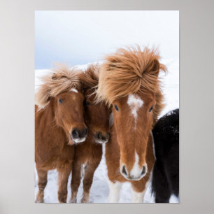 Póster Caballos islandeses acarician, Islandia