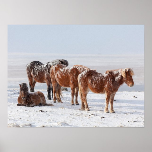 Póster Caballos islandeses cubiertos de nieve (Frente)