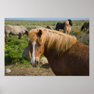 Póster Caballos islandeses en el noreste de Islandia.