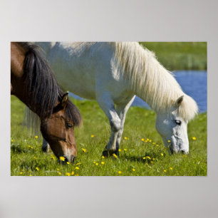 Póster Caballos islandeses en el oeste de Islandia.