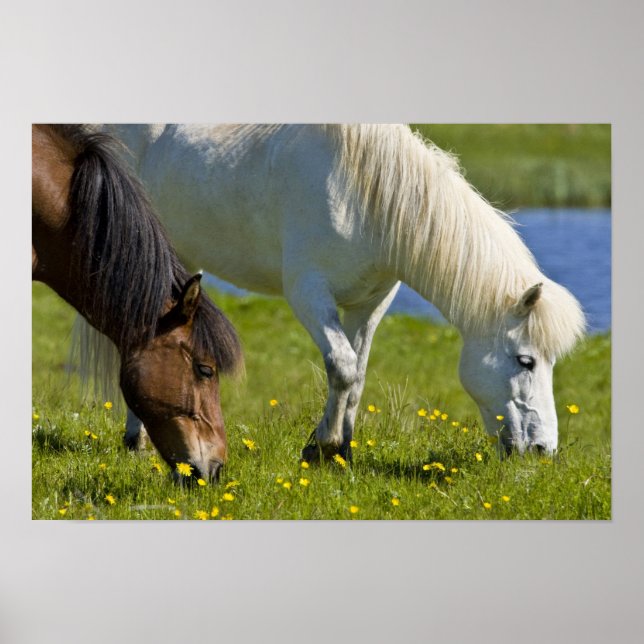 Póster Caballos islandeses en el oeste de Islandia. (Frente)