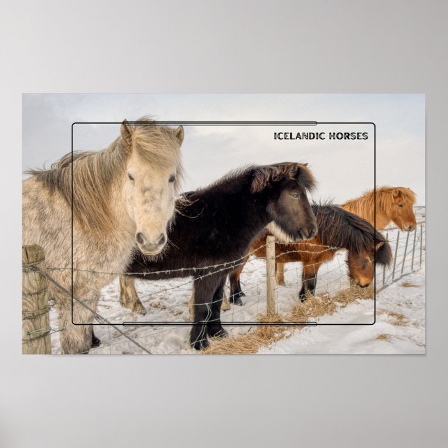 Póster Caballos islandeses en invierno (Frente)