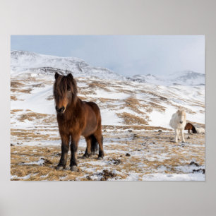Póster Caballos islandeses en invierno
