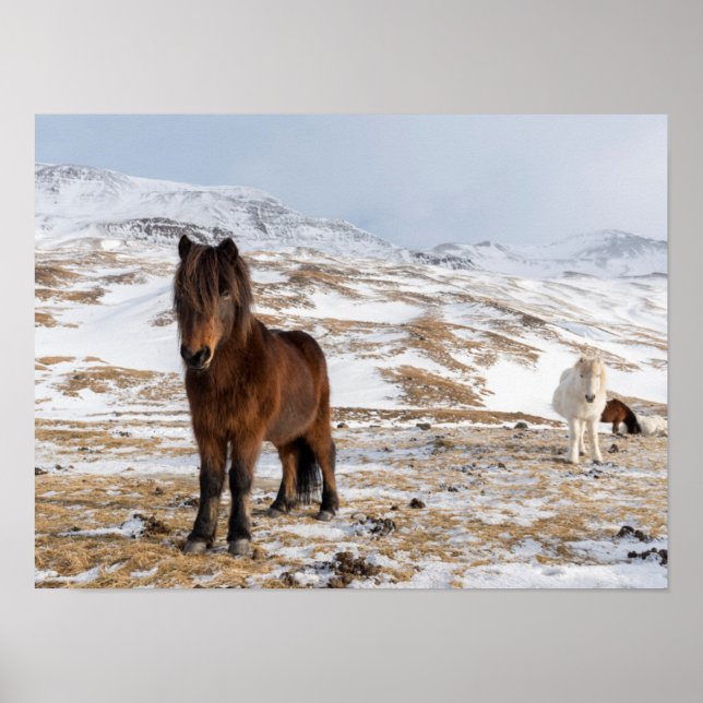 Póster Caballos islandeses en invierno (Frente)
