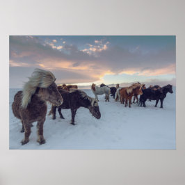 Póster Caballos islandeses en nieve | Foto de Islandia