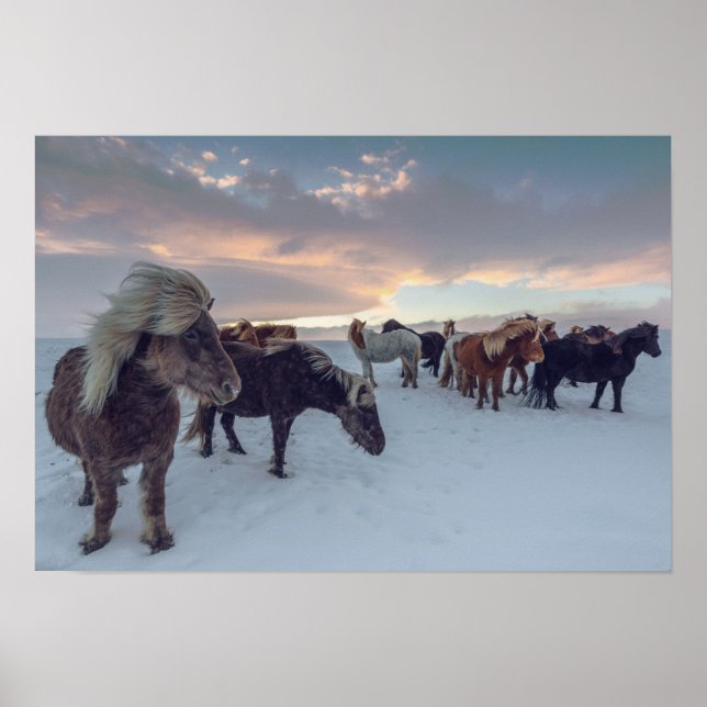Póster Caballos islandeses en nieve | Foto de Islandia (Frente)