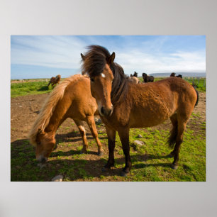 Póster Caballos islandeses pastan