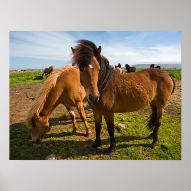 Póster Caballos islandeses pastan (Frente)