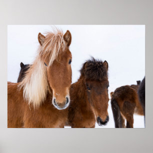 Póster Caballos islandeses unidos