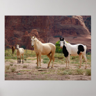 Póster Caballos Navajo corren libres en el suelo del cañó