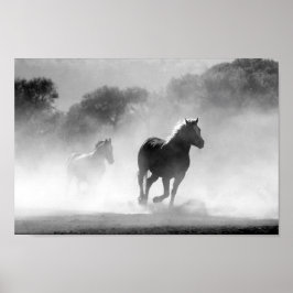 Póster Caballos negro y blanco