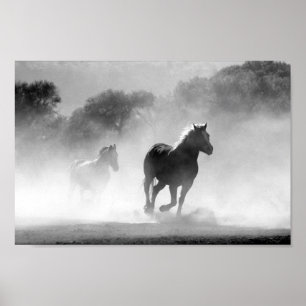 Póster Caballos negro y blanco