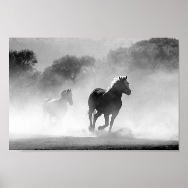 Póster Caballos negro y blanco (Frente)