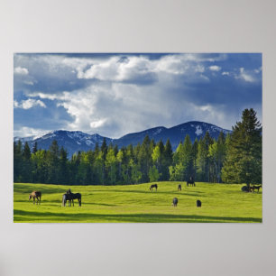 Póster Caballos pastan en pastizal cerca de Whitefish,