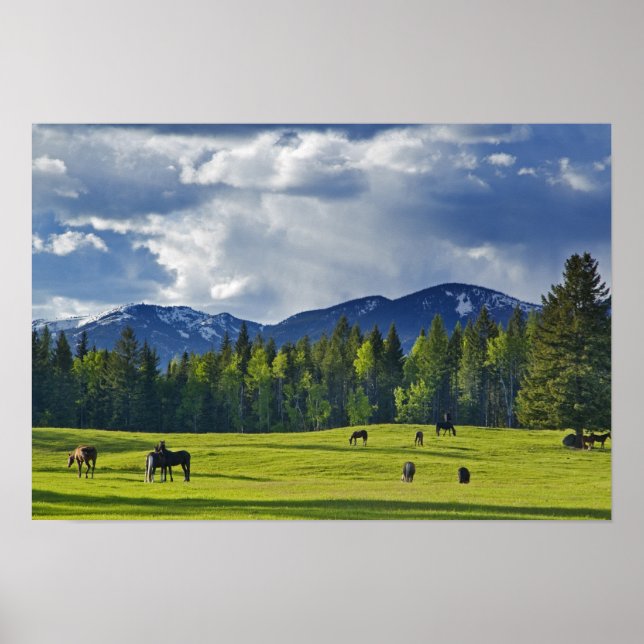 Póster Caballos pastan en pastizal cerca de Whitefish, (Frente)
