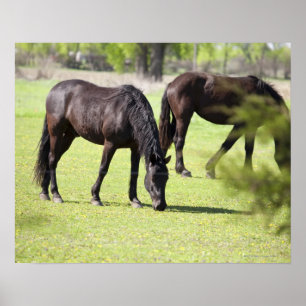 Póster caballos pastoreando en una granja de caballos
