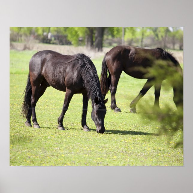 Póster caballos pastoreando en una granja de caballos (Frente)