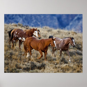 Póster Caballos que pastan en las colinas