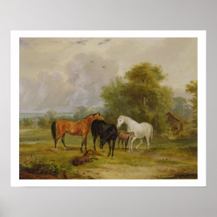 Póster Caballos que pastan: Yeguas y potros en un campo