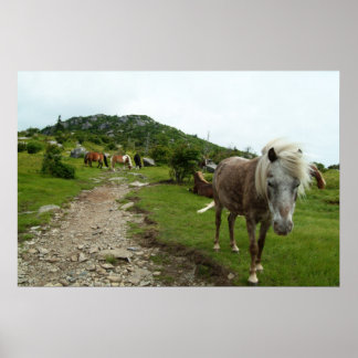 Póster Caballos salvajes