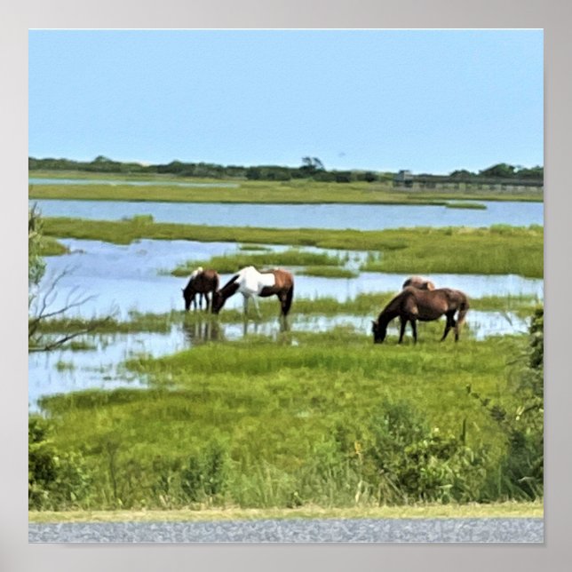 Póster Caballos Salvajes de Assateague  (Frente)