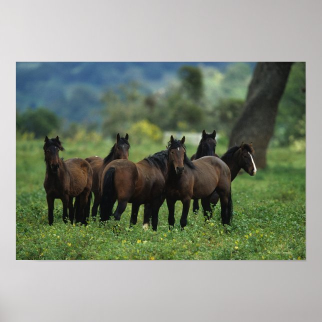 Póster Caballos salvajes de Mustang 3 (Frente)