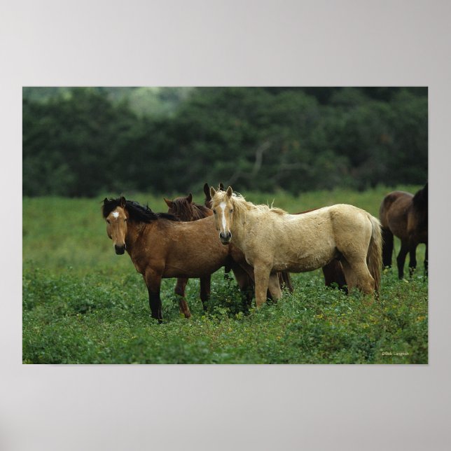 Póster Caballos salvajes de Mustang 4 (Frente)