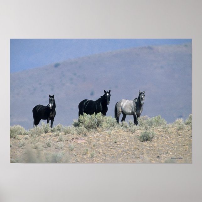 Póster Caballos salvajes de Mustang en el desierto 3 (Frente)