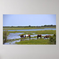 Caballos salvajes de Poster de Assateague