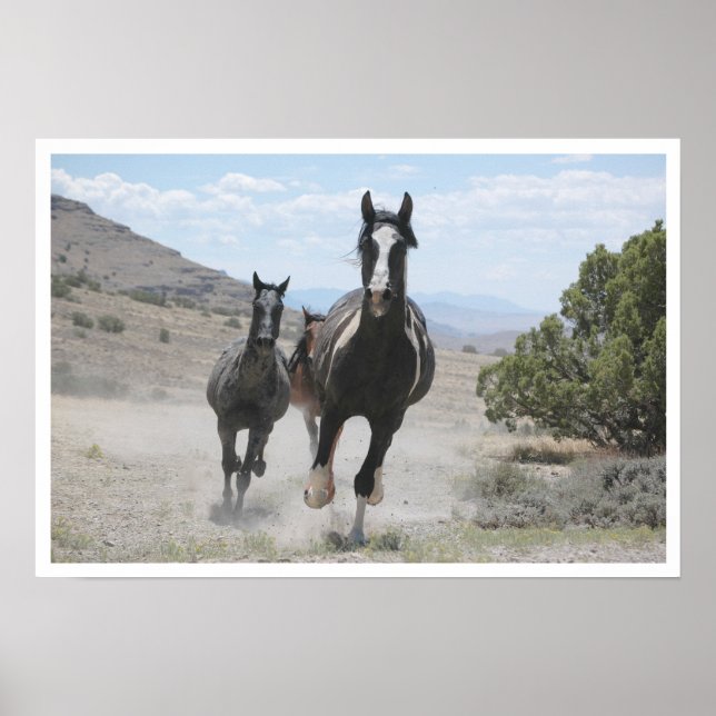 Póster Caballos salvajes de Utah corriendo (Frente)