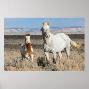 Póster Caballos salvajes en casa en la cuenca de Sandwash