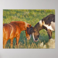 Caballos salvajes en el Parque Nacional Theodore R