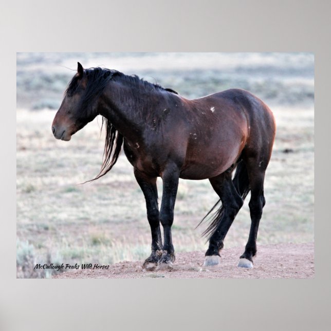 Póster Caballos salvajes McCullough Peaks (Frente)