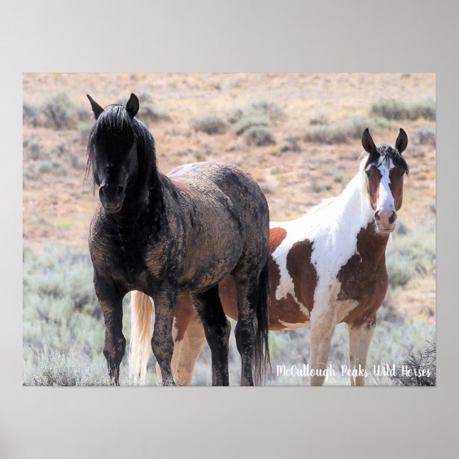 Póster Caballos salvajes McCullough Peaks (Frente)
