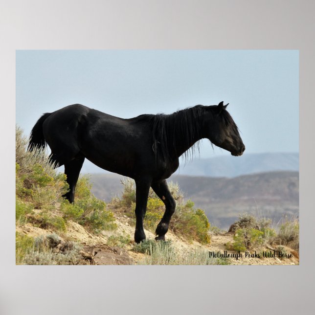 Póster Caballos salvajes McCullough Peaks (Frente)