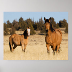 Póster Caballos salvajes, montañas de Steens