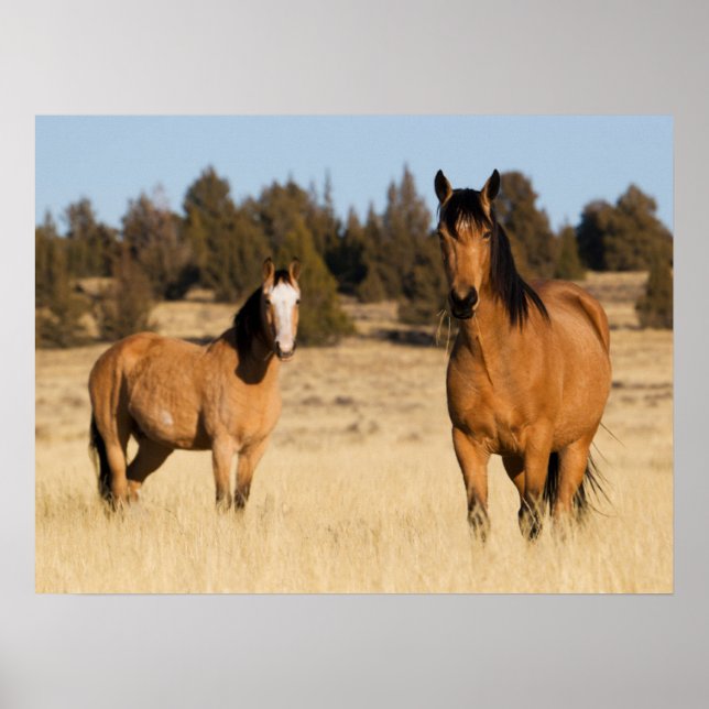 Póster Caballos Salvajes, Montañas Steens (Frente)