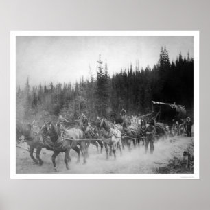 Póster Caballos terrestres Alaska 1908 del rastro