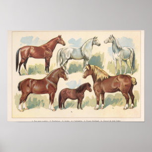 Póster Caballos Vintage