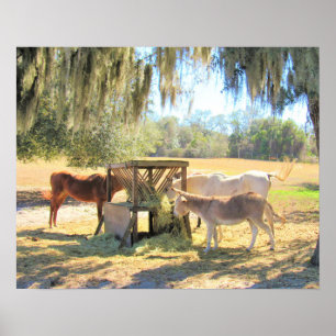 Póster Caballos y burro - En el Poster de la granja