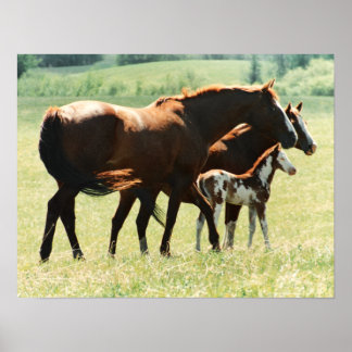 Póster Caballos y Fotografía