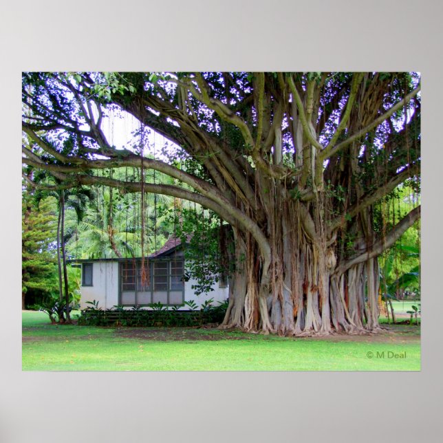 Póster Cabaña de árbol de Banyan (Frente)