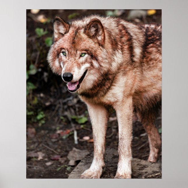 Póster Cabaña Lobo Rojo Estilo Moderno Foto (Frente)