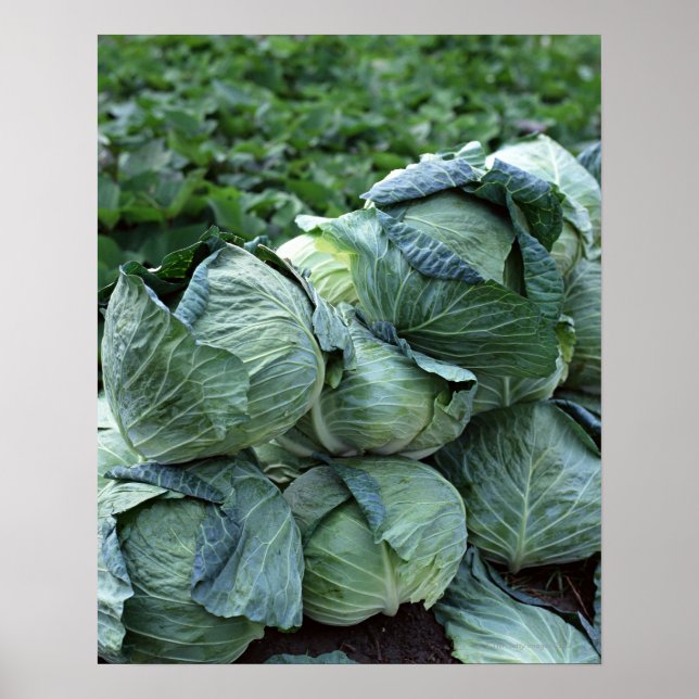 Póster Cabbage (Frente)