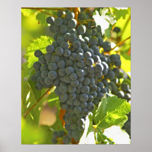 Póster Cabernet Sauvignon racimo de uva en el castillo
