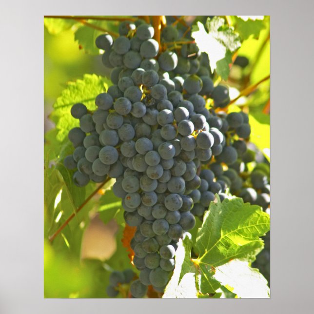 Póster Cabernet Sauvignon racimo de uva en el castillo (Frente)