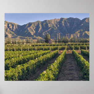 Póster Cabernet Sauvignon vines in Huailai Rongchen