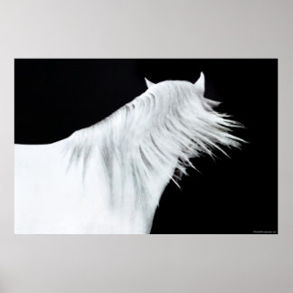 Póster Cabeza blanca de caballo