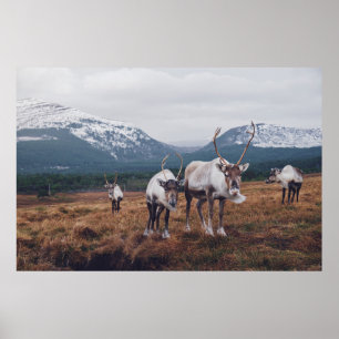 PÓSTER CABEZA DE ANIMALES MARRONES Y NEGROS SOBRE LA FIEB