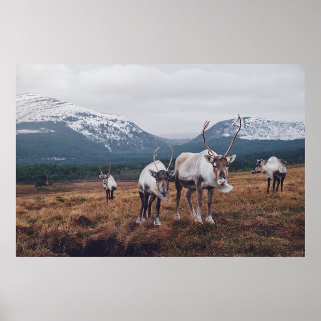 PÓSTER CABEZA DE ANIMALES MARRONES Y NEGROS SOBRE LA FIEB (Frente)